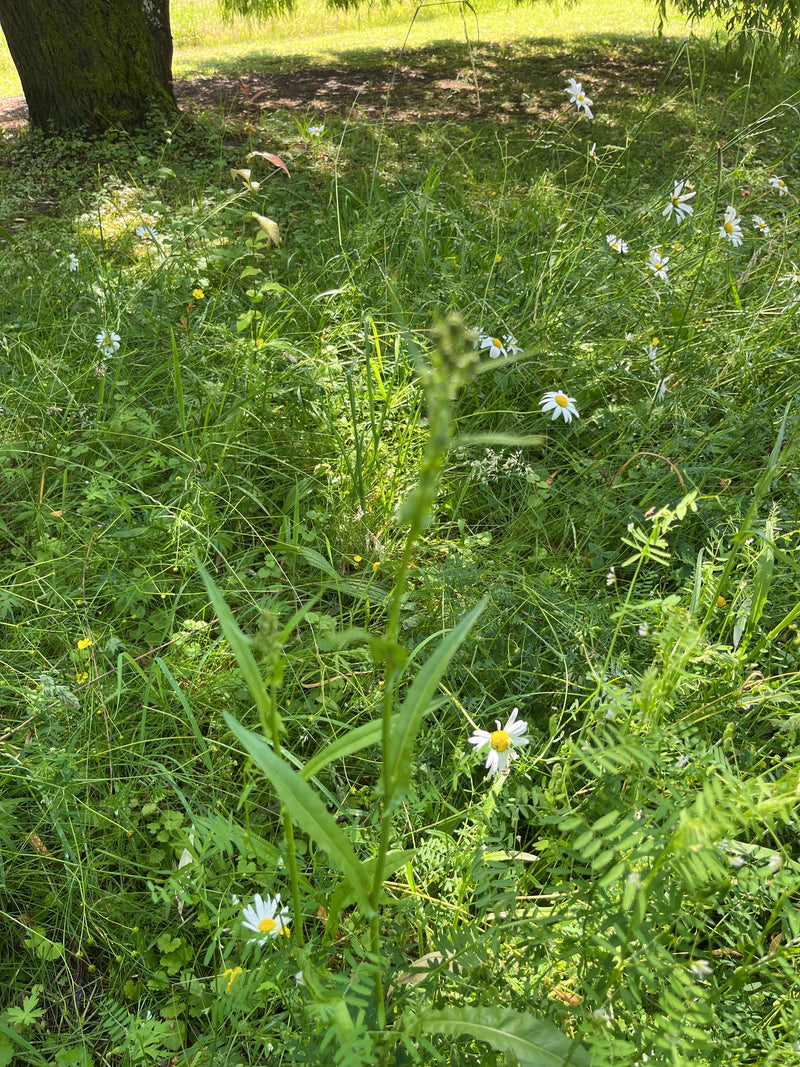 Margeriten — Bild 4