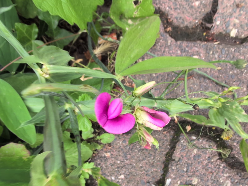 Wiesen-Platterbse — Bild 3