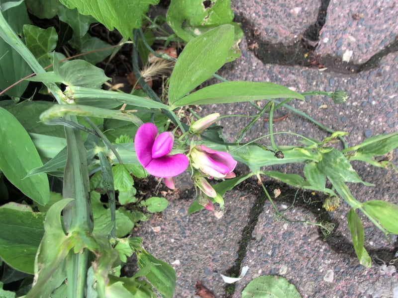 Wiesen-Platterbse — Bild 2