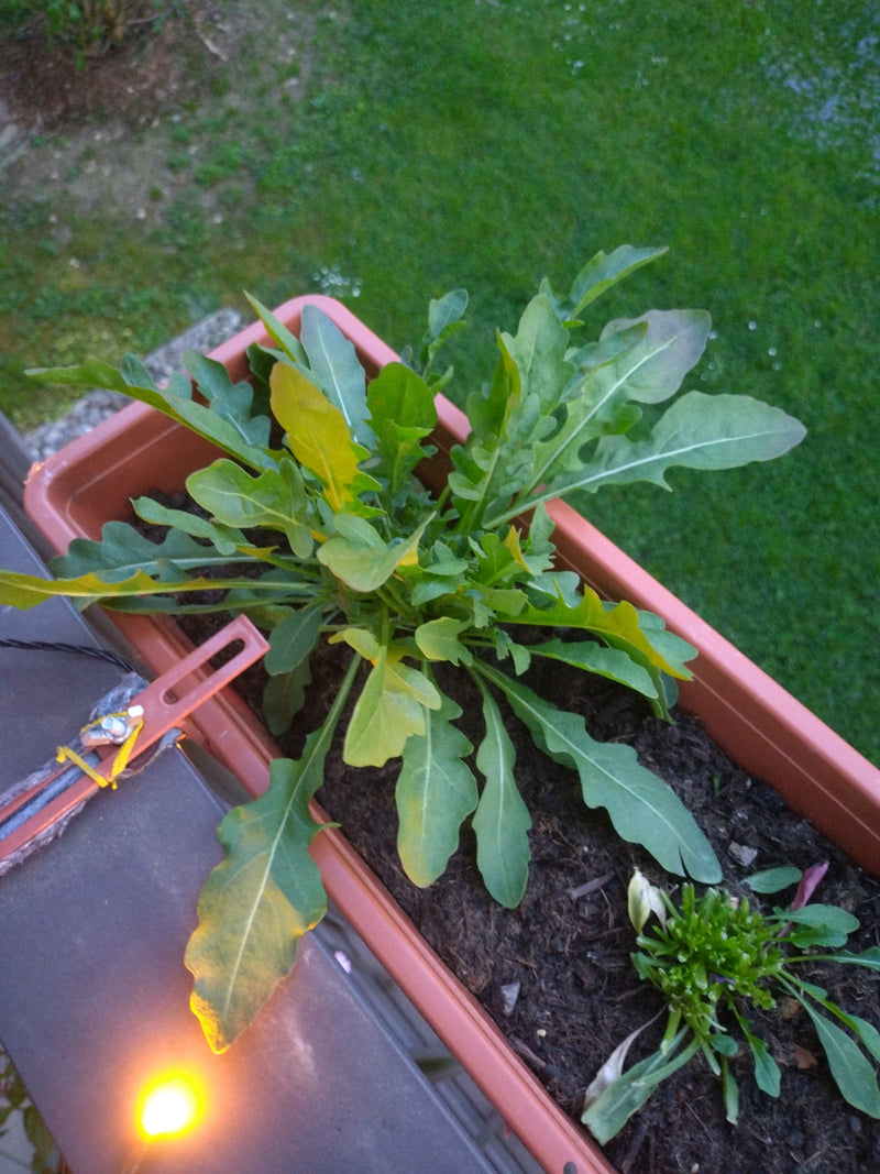 Wilde Rauke — Bild 1