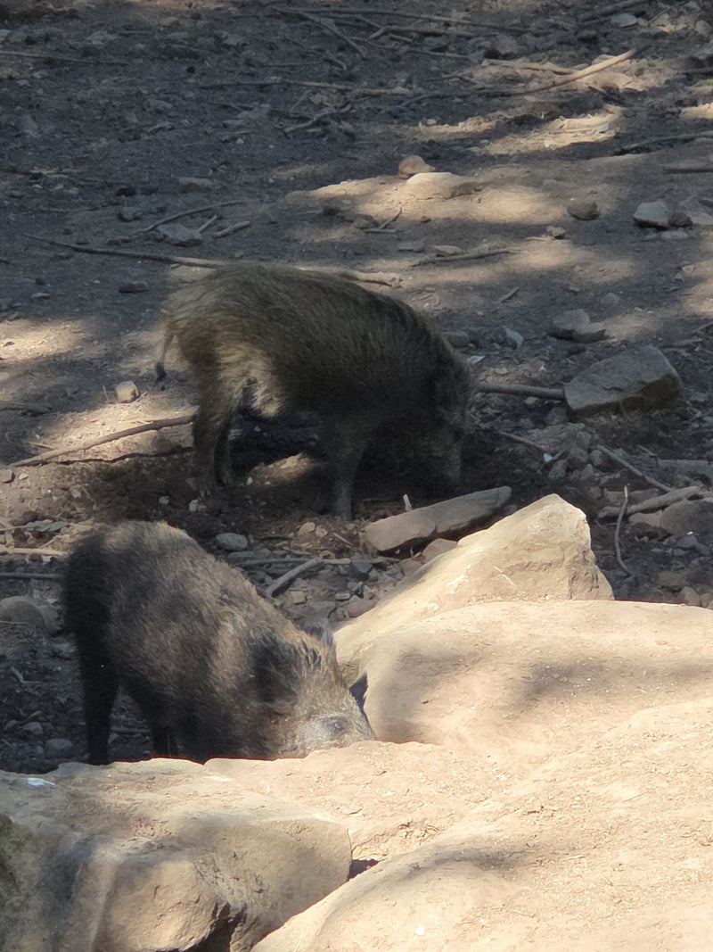 Wildschwein — Bild 2