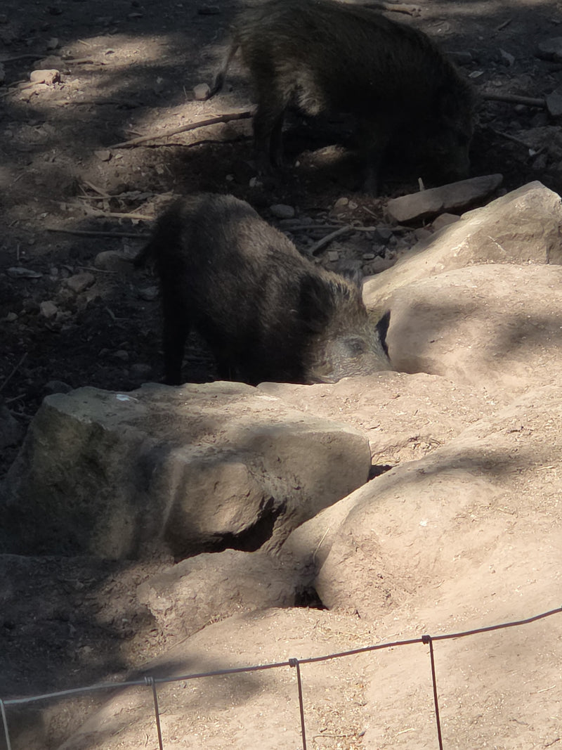 Wildschwein — Bild 1