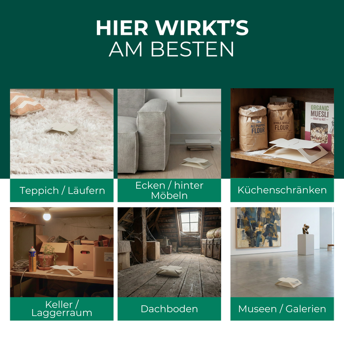 Teppichkäferfalle im Einsatz auf Teppichen, hinter Möbeln, in Küchenschränken, Kellern, Dachböden und Museen