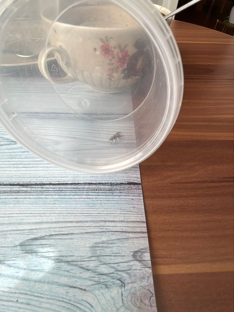 Wollige Mauerspringspinne — Bild 3