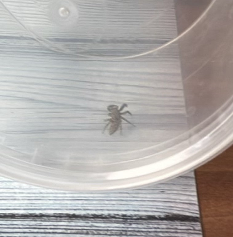 Wollige Mauerspringspinne — Bild 5