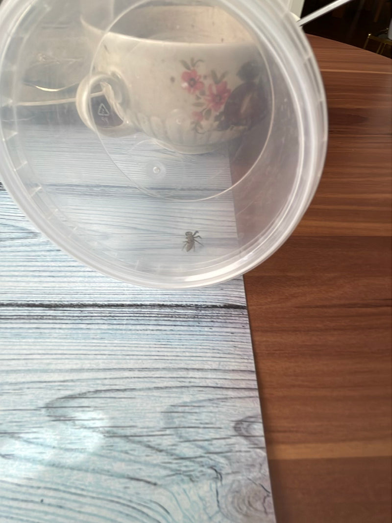 Wollige Mauerspringspinne — Bild 4