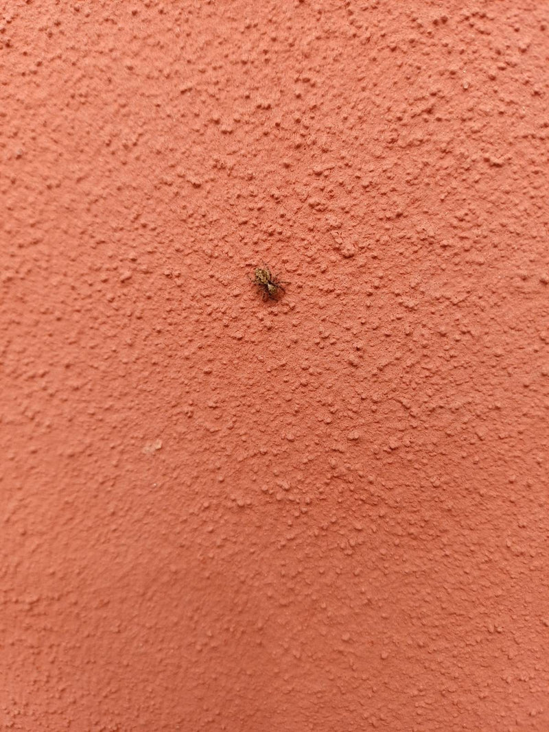 Wollige Mauerspringspinne — Bild 2