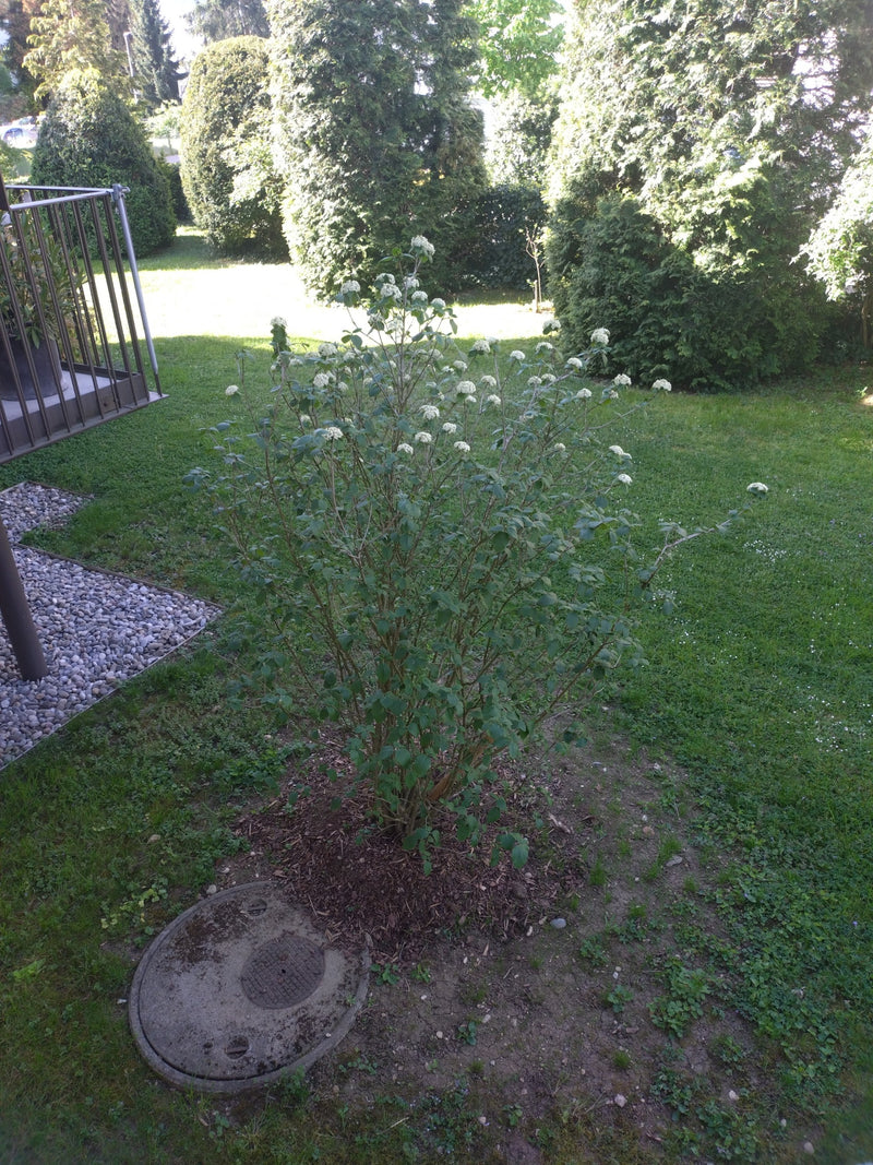 Wolliger Schneeball — Bild 4