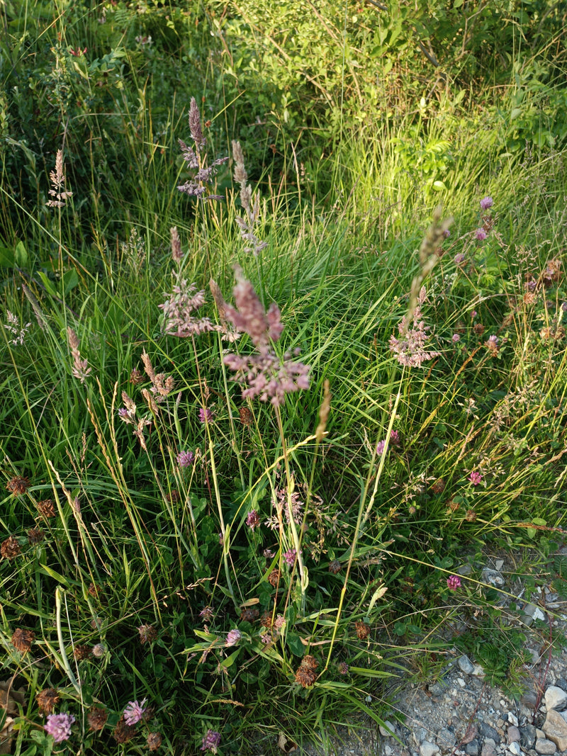 Wolliges Honiggras — Bild 1