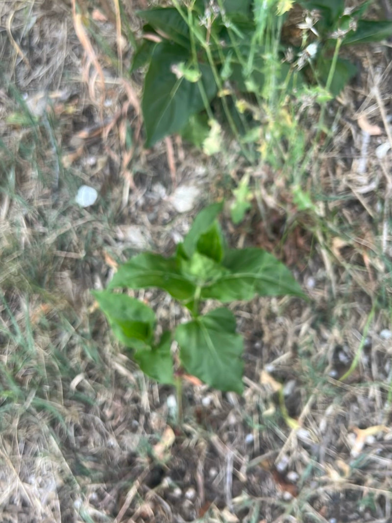Wunderblume — Bild 1