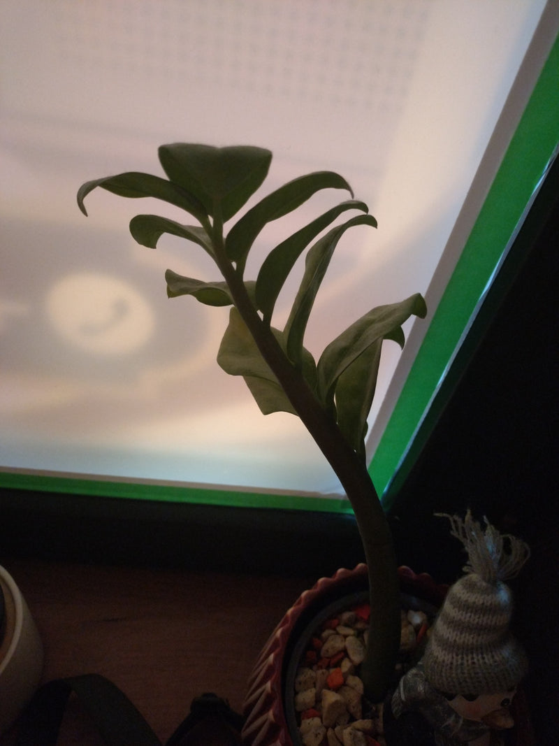 Gluecksfeder — Bild 5