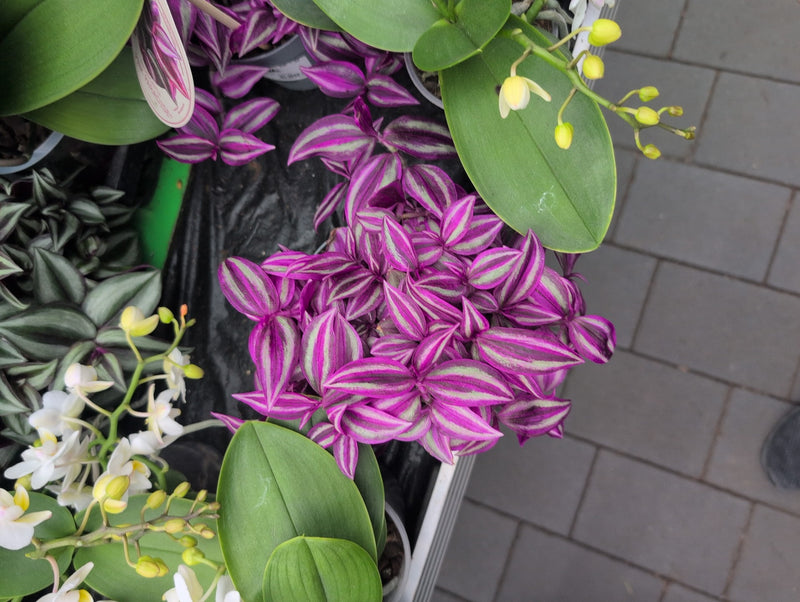 Zebrakraut — Bild 1