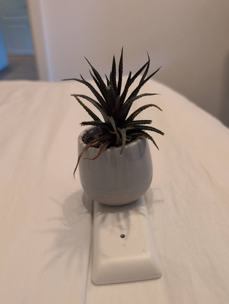 Zebra-Ampelaloe — Bild 2