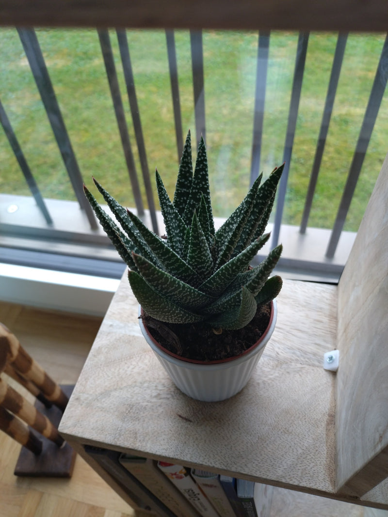 Zebra-Haworthie — Bild 4