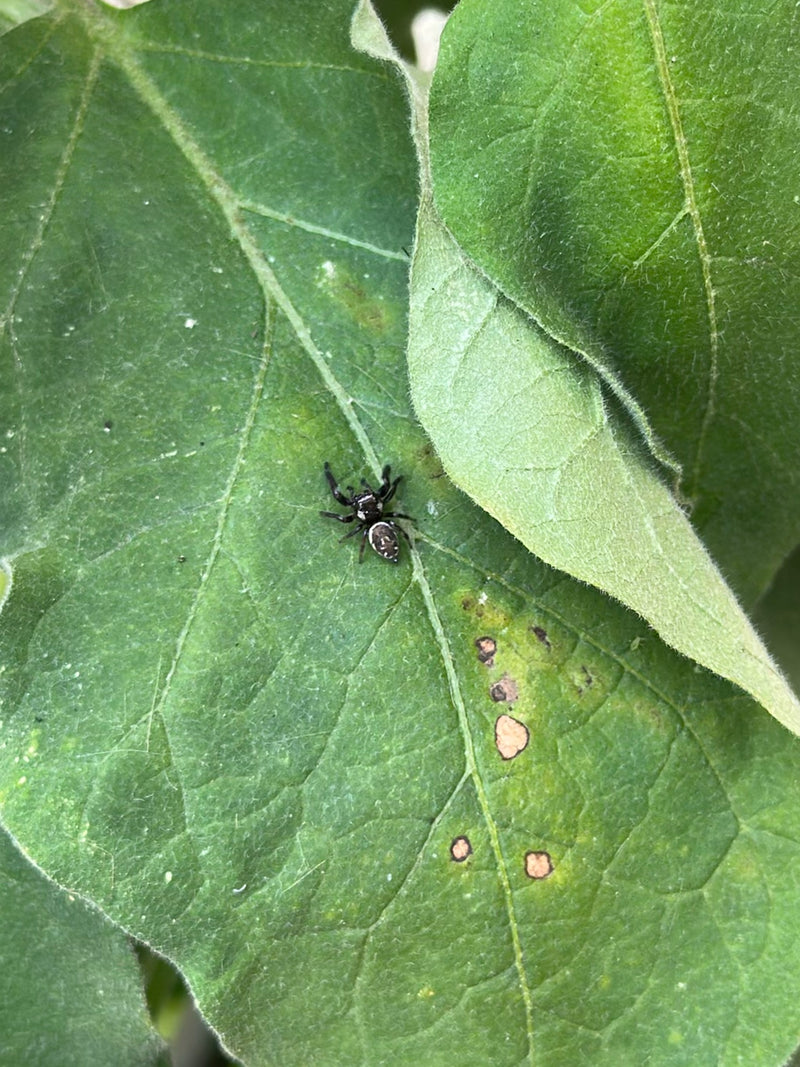 Zebraspringspinne — Bild 1