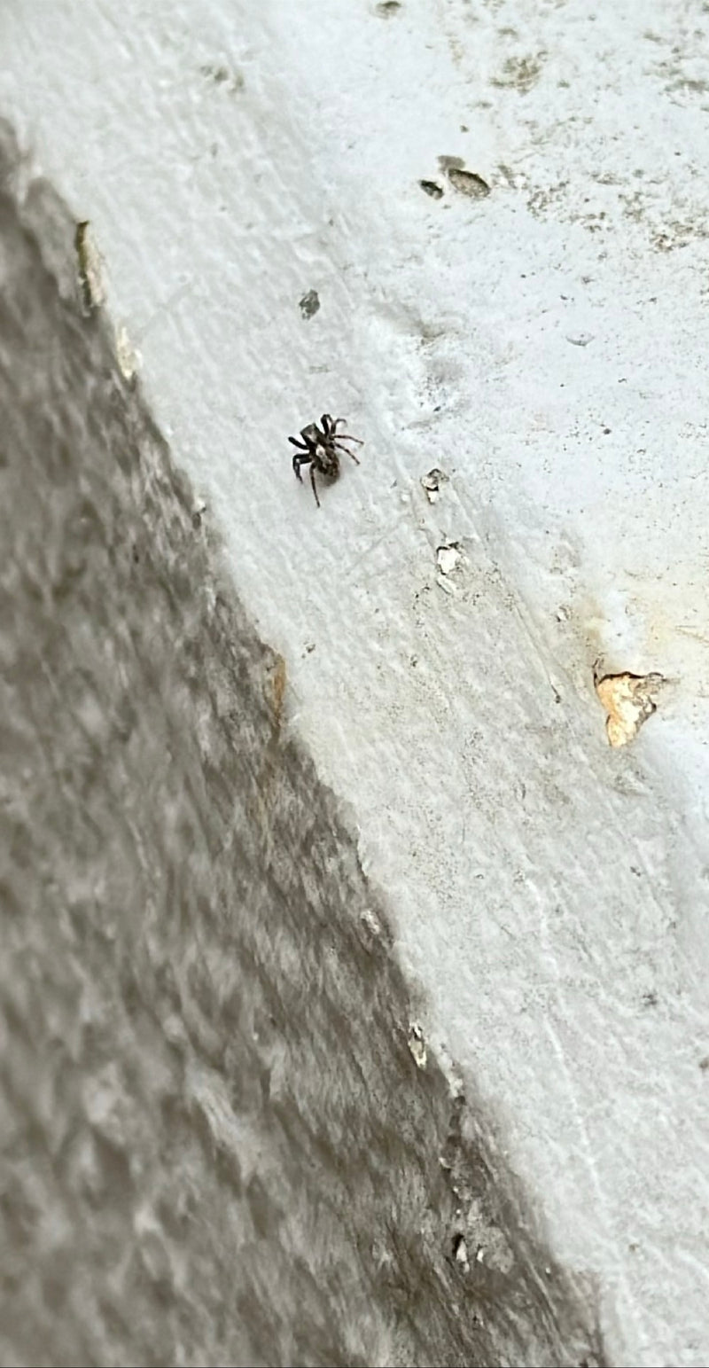 Zebraspringspinne — Bild 5