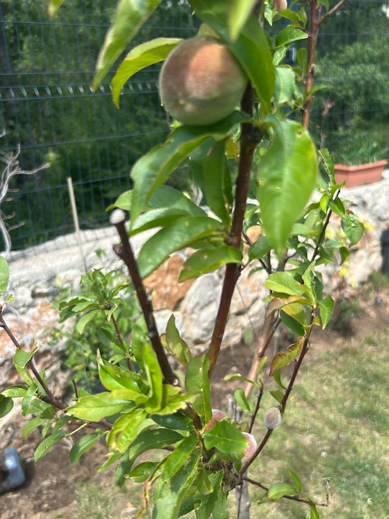 Zwergpfirsich — Bild 2