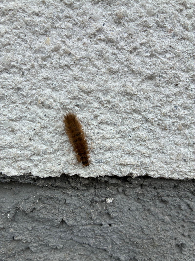 Zimtbaer — Bild 2