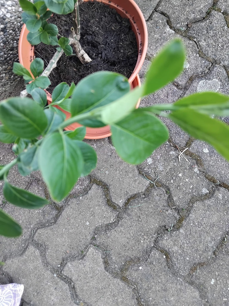 Zitrone — Bild 5