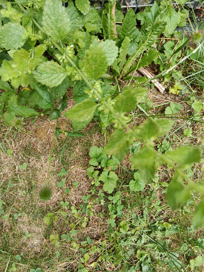 Zitronenmelisse — Bild 1