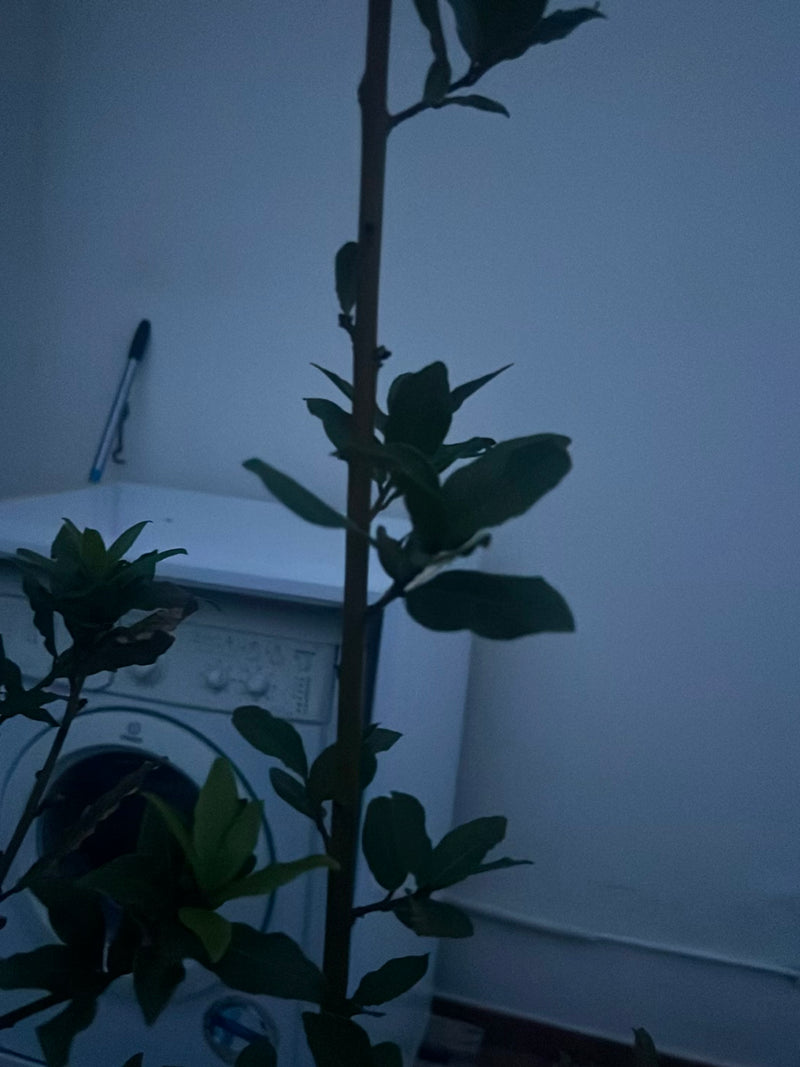 Zitrus — Bild 5