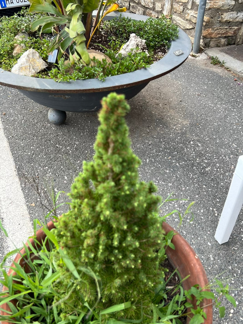 Zuckerhut-Fichte — Bild 5