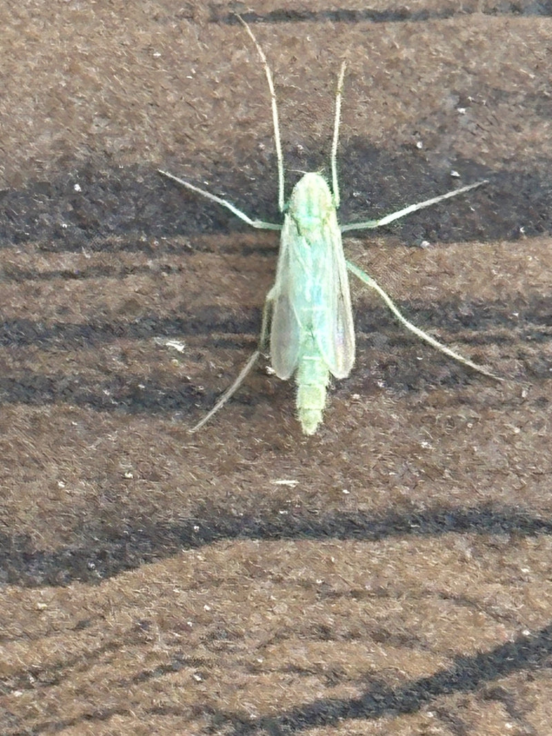 Zuckmücke — Bild 1 von 11