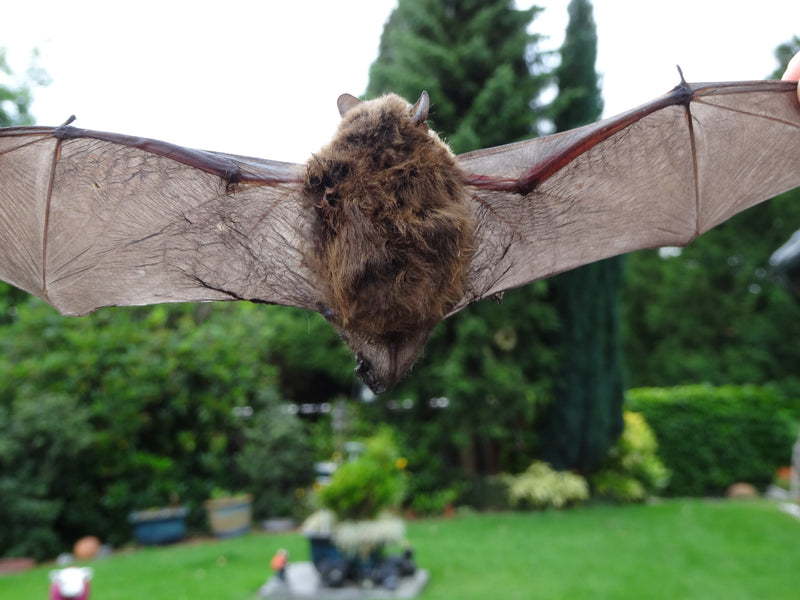 Zwergfledermaus — Bild 1