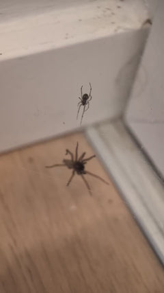 Große Winkelspinne