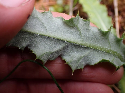 Acker-Kratzdistel — Bild 5