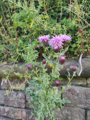 Acker-Kratzdistel — Bild 3
