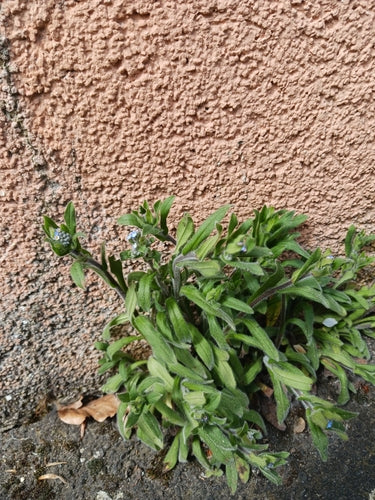 Acker-Vergissmeinnicht — Bild 4