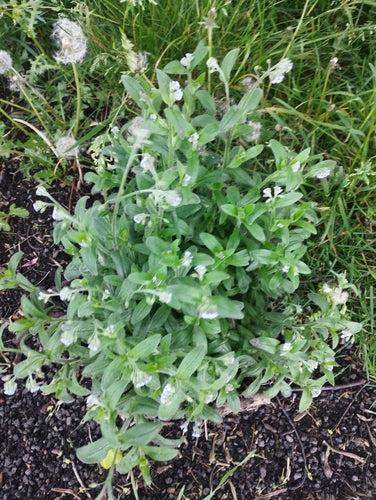 Acker-Vergissmeinnicht — Bild 3