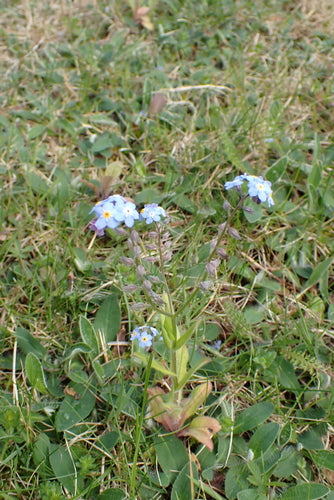 Acker-Vergissmeinnicht — Bild 5