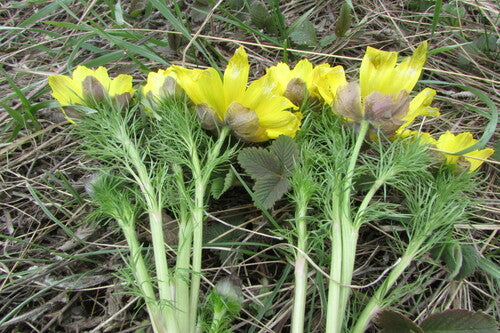 Adonisröschen — Bild 4