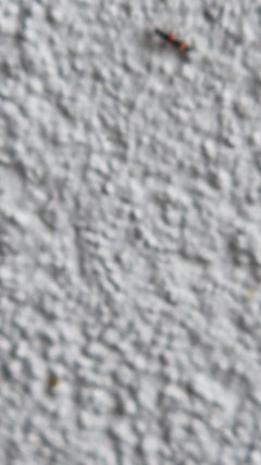 Ameisenbuntkäfer