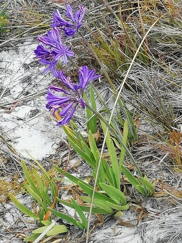 Agapanthus — Bild 5