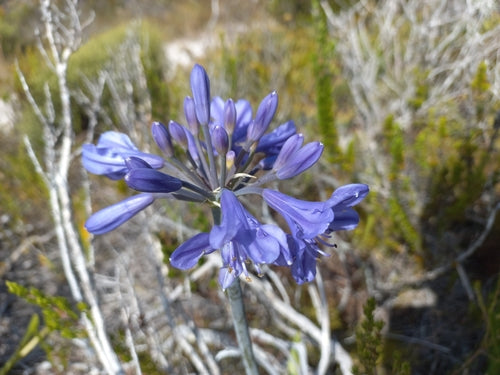 Agapanthus — Bild 1