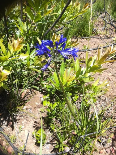 Agapanthus — Bild 2