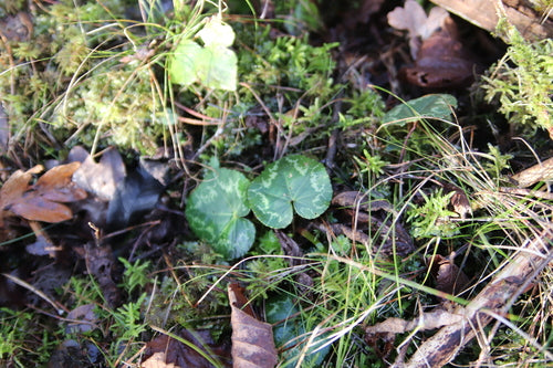 Alpenveilchen — Bild 3