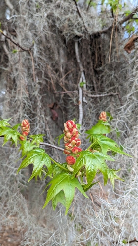 Amberbaum — Bild 3