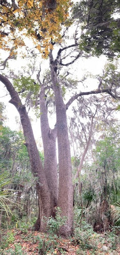 Amberbaum — Bild 5