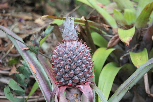 Ananas — Bild 5
