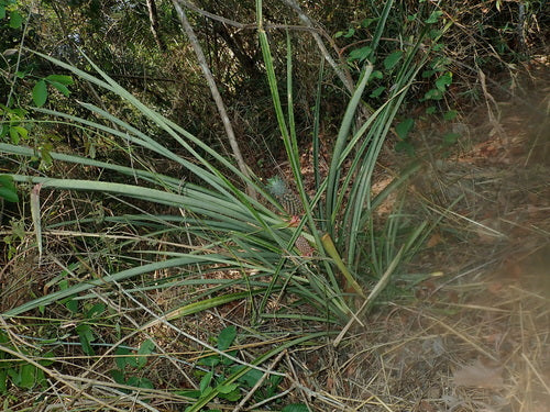 Ananas — Bild 3