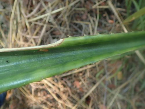 Ananas — Bild 2