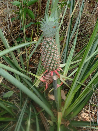 Ananas — Bild 4
