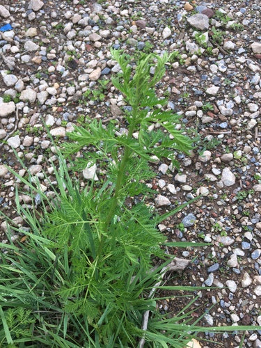 Artemisia Annua — Bild 1