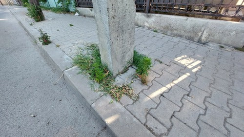 Artemisia Annua — Bild 4