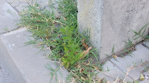 Artemisia Annua — Bild 3