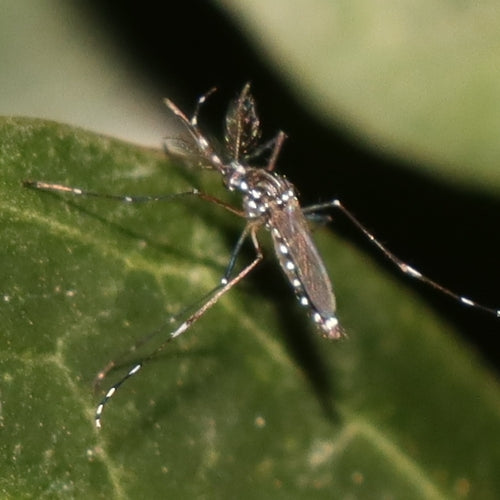 Asiatische Tigermücke — Bild 4